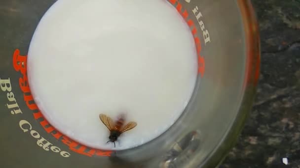 Wasp Föll Ett Glas Mjölk — Stockvideo