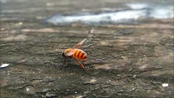 Wasp Crawling Old Wood Pen Footage — Wideo stockowe