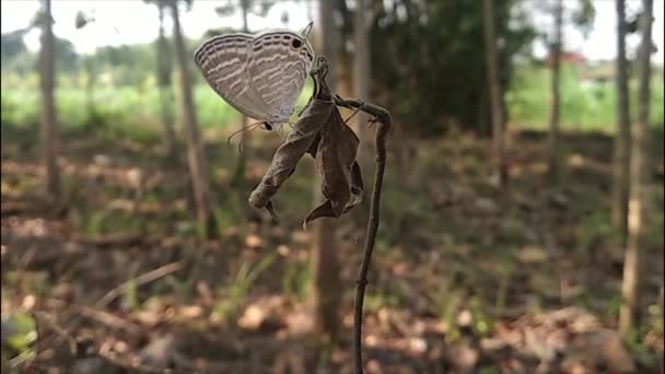 Papillon Noir Perché Sur Une Branche Dans Forêt Sauvage — Video