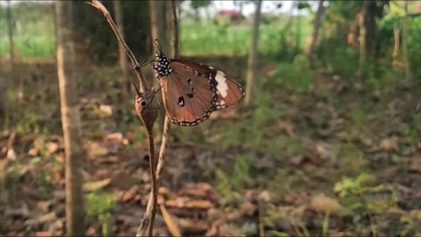 Fekete Pillangó Egy Ágon Vad Erdőben — Stock videók