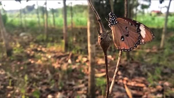 Butterfly Perched Branch Wild Forest — стоковое видео