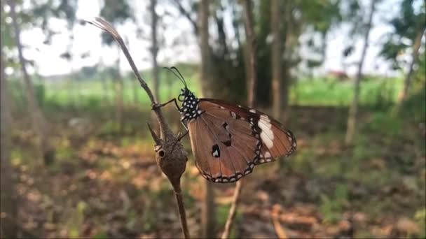 Motyl Siedzący Gałęzi Dzikim Lesie — Wideo stockowe