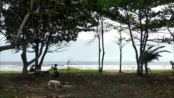 Kutya Turista Rambut Siwi Strand Előtt Jembrana Bali 2021 Szeptember — Stock videók