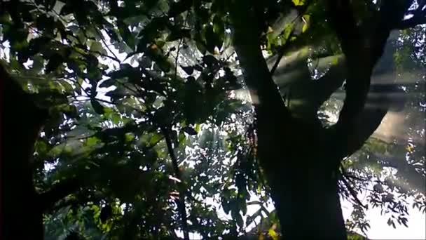 Raio Luz Passando Por Árvores Folhas Vídeo — Vídeo de Stock