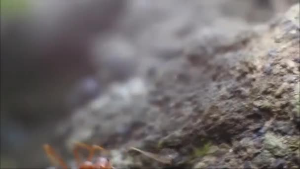 ラングランアリまたはハマグリ Oecophylla 巣のために巣を形成する能力が高いことが知られているかなり大きなアリです ウィーバーアリの映像 昆虫Hdビデオ — ストック動画