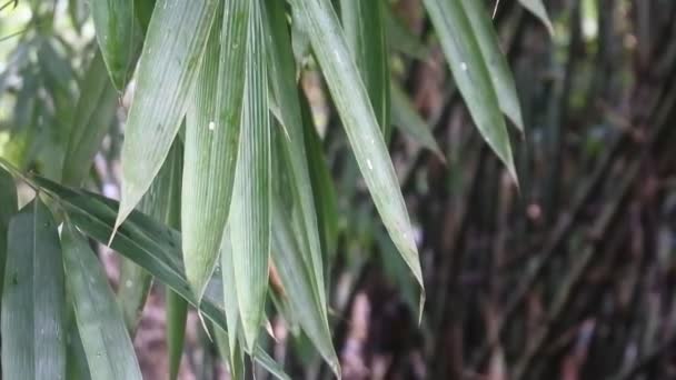 野生の植物寄生虫が木にしがみついて — ストック動画