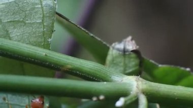 Rangrang karıncaları veya istiridyeler (Oecophylla), yuvaları için ağ oluşturma becerisine sahip oldukça büyük karıncalar türüdür. Dokumacı karınca görüntüleri. böcek hd videoları
