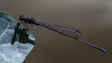 İğne yusufçuğu (Ischnura heterosticta) ince, iğneye benzer vücut şekli ve HD video 'da hareketsiz duran dik kanat pozisyonu ile karakterize edilir..