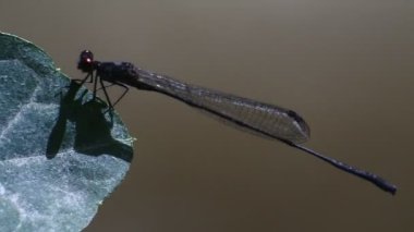 İğne yusufçuğu (Ischnura heterosticta) ince, iğneye benzer vücut şekli ve HD video 'da hareketsiz duran dik kanat pozisyonu ile karakterize edilir..