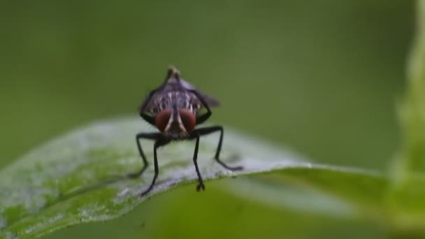 Πετούν Φύλλα Βίντεο Μύγα Τρώει Σάπια Φρούτα Μαύρο Fly Πλάνα — Αρχείο Βίντεο