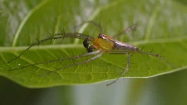 Αράχνη Στα Δίχτυα Βίντεο Έντομα Στα Φύλλα Σώμα Εντόμων Αράχνης — Αρχείο Βίντεο