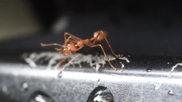 Μυρμήγκια Μύδια Rangrang Oecophylla Είναι Αρκετά Μεγάλα Μυρμήγκια Που Είναι — Αρχείο Βίντεο