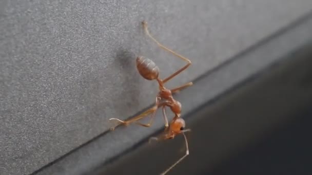 Las Hormigas Almejas Rangrang Oecophylla Son Hormigas Bastante Grandes Que — Vídeo de stock