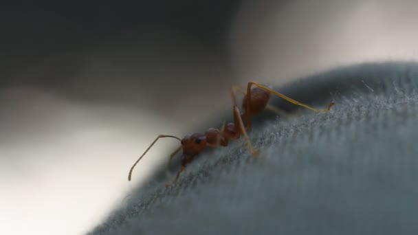 Les Fourmis Rangrang Palourdes Oecophylla Sont Des Fourmis Plutôt Grandes — Video