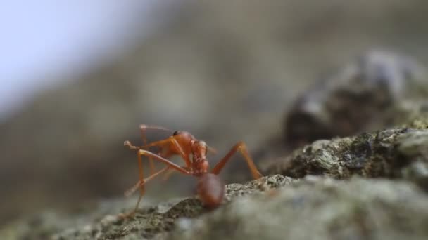 Las Hormigas Almejas Rangrang Oecophylla Son Hormigas Bastante Grandes Que — Vídeo de stock