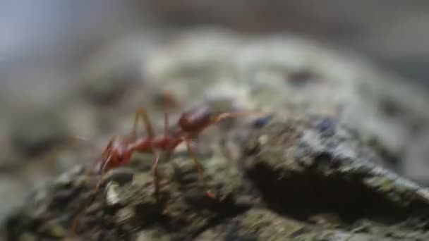 Las Hormigas Almejas Rangrang Oecophylla Son Hormigas Bastante Grandes Que — Vídeo de stock