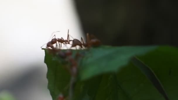 Les Fourmis Rangrang Palourdes Oecophylla Sont Des Fourmis Plutôt Grandes — Video