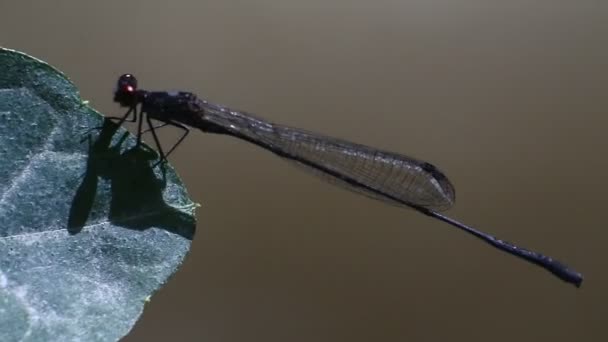 Needle Dragonfly Ischnura Heterosticta Characterized Slender Needle Body Shape Upright — Stock video