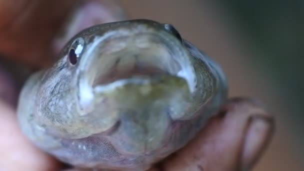 Small Cork Fish Channa Striata Hand Videos Close Fish Mouth — Stockvideo