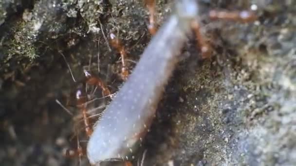 Formigas Rangrang Amêijoas Oecophylla São Formigas Bastante Grandes Que São — Vídeo de Stock