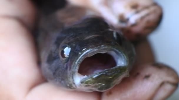 Small Cork Fish Channa Striata Hand Videos Close Fish Mouth — Stock Video