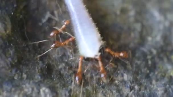 Rangrang Karıncaları Veya Istiridyeler Oecophylla Yuvaları Için Oluşturma Becerisine Sahip — Stok video