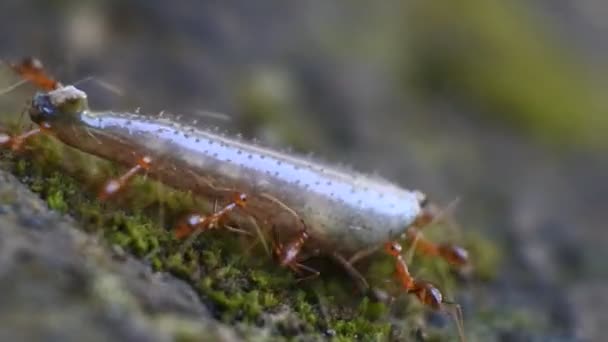 랑그랑 Rangrang Ants Oecophylla 둥지에 물갈퀴를 수있는 능력을 것으로 알려진 — 비디오