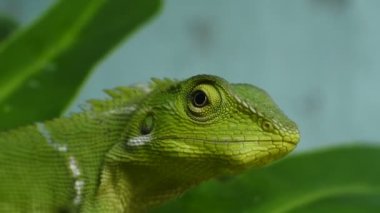 Yeşil bukalemun kafa HD videoları. Bukalemunun yakın plan görüntüsü.
