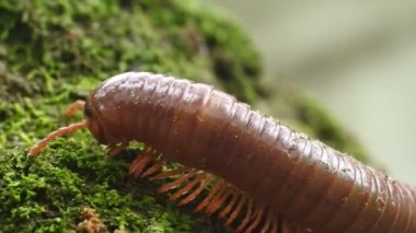Yavaş çekim videosu çekiliyor. Bacaklarının detaylarını anlat. Trigoniulus corallinus ya da kluwing (çok bacaklı hayvanlar)