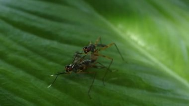 Bahçedeki yaprakların üzerinde çiftleşen iki böcek. Böceğin makro görüntüleri. Eşek arısı HD videoları