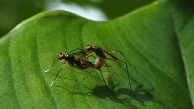 Yeşil bukalemun kafa HD videoları. Bukalemuna yakın çekim. Bukalemun, gül çiçeklerinde çekirge avlar.