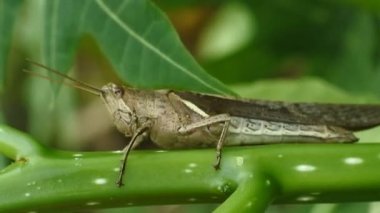 Yaprağın üzerindeki çekirgenin makro görüntüsü. Doğal arkaplan ve çekirge portresini kapat