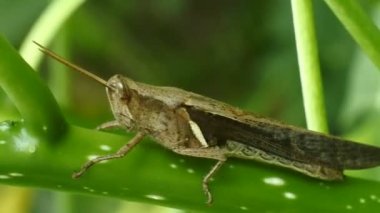 Yaprağın üzerindeki çekirgenin makro görüntüsü. Doğal arkaplan ve çekirge portresini kapat