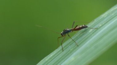 Yeşil yapraklara tünemiş bir böcek. siyah böcek görüntüleri