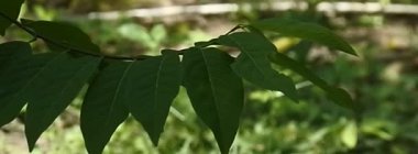 Arkaplan olarak ayrılıyor. Soyut doğa geçmişi. Yaprakların yakın çekimi