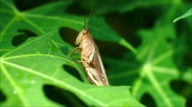 Yaprağın üzerindeki çekirgenin makro görüntüsü. Doğal arkaplan ve çekirge portresini kapat