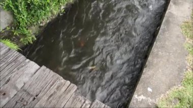 Su oluklardan akıyor. HD videoları aktar. Bali kırsalında akan suyun serinliği.