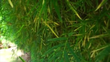 Bambu yüksek çözünürlüklü video bırakır. Kamerayı bambu yapraklarının arasından geçirmek. tropikal çekim atmosferi.