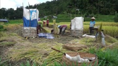 Çiftçiler 13 Ekim 2021 'de Karangasem, Bali' de pirinç hasadı için birlikte çalışırlar. Gündüz görüntülerini topla. Endonezya 'da tarım sektörü.