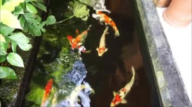 HD gölündeki balık koi balığı. Bali 'de bir villada balık görüntüsü. Koi balığı, çok güzel ve uysal süslemeleri olan sazan amuru (Cyprinus rubrofuscus) içeren bir balık türüdür..