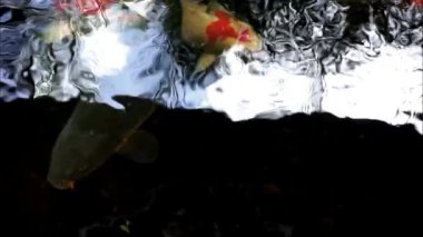 HD gölündeki balık koi balığı. Bali 'de bir villada balık görüntüsü. Koi balığı, çok güzel ve uysal süslemeleri olan sazan amuru (Cyprinus rubrofuscus) içeren bir balık türüdür..
