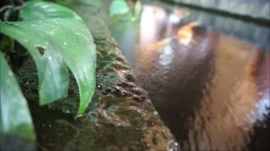 HD gölündeki balık koi balığı. Bali 'de bir villada balık görüntüsü. Koi balığı, çok güzel ve uysal süslemeleri olan sazan amuru (Cyprinus rubrofuscus) içeren bir balık türüdür..