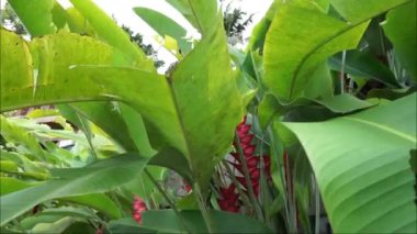 Arkaplan olarak çiçekler ve yapraklar. Soyut doğa geçmişi. Yaprakların yakın çekimi