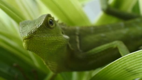 Yeşil Bukalemun Kafa Videoları Bukalemunun Yakın Plan Görüntüsü — Stok video