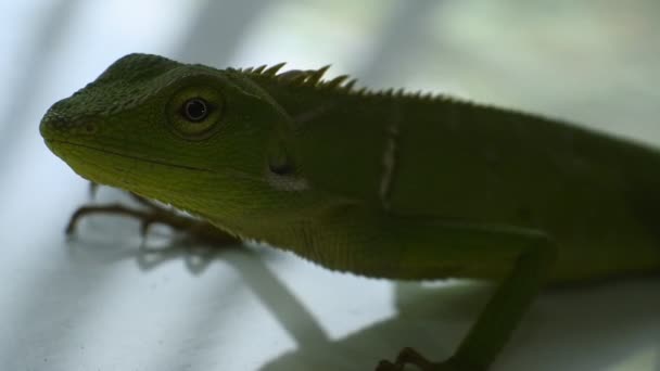 Πράσινο Chameleon Κεφάλι Βίντεο Κοντινό Πλάνο Του Χαμαιλέοντα — Αρχείο Βίντεο