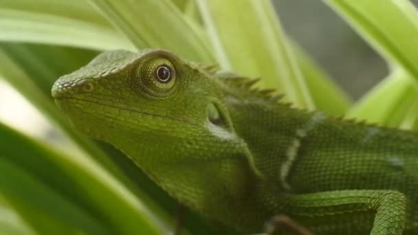 Green Chameleon Head Videos Close Chameleon — Stock Video