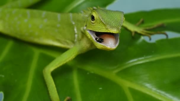 Groene Kameleon Hoofd Video Close Van Kameleon — Stockvideo