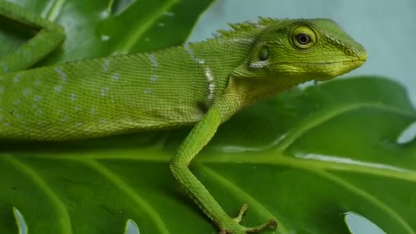 Grön Kameleont Huvud Videor Närbild Kameleont — Stockvideo