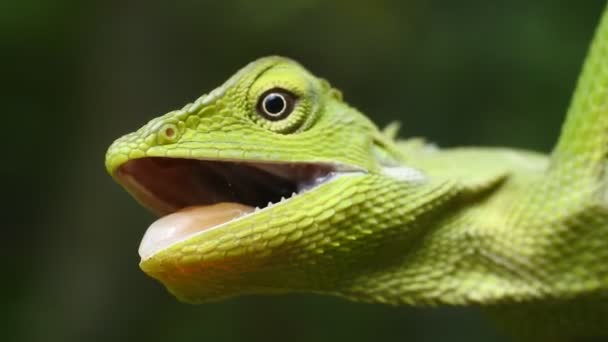 Grön Kameleont Huvud Videor Närbild Kameleont — Stockvideo