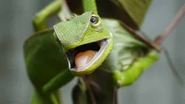 Πράσινο Chameleon Κεφάλι Βίντεο Κοντινό Πλάνο Του Χαμαιλέοντα — Αρχείο Βίντεο